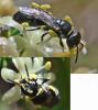 Hylaeus sp.